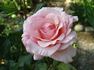 Billy Graham ™ rose photo