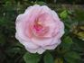 Bridal Shower ™ rose photo
