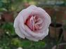 Geraldine Ferraro rose photo