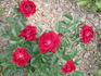 HARpeep rose photo
