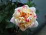 Earthquake, Cl. rose photo