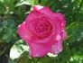 Hoochie Koochie rose photo