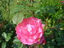 Raymond Blanc rose photo