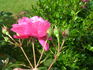 Raymond Blanc rose photo