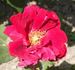 Mazariykova jubileijni rose photo