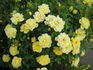 Yellow Ribbons ® rose photo