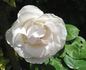 Bianca rose photo