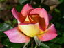 Piccadilly ® rose photo