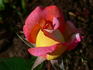 Piccadilly ® rose photo