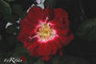 Fiesta rose photo