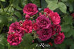 Non Plus Ultra rose photo