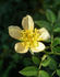 AMCXHER rose photo