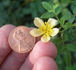 AMCXHER rose photo