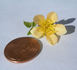 AMCXHER rose photo