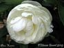 Alma Hansen peony photo