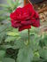 Meridian rose photo