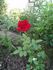 Meridian rose photo