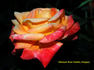 Barry Stephens rose photo