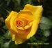 Benson rose photo