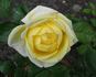Gruss an Oldenburg rose photo