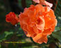 Bright Future rose photo