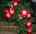 Fiesta rose photo