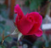 Muhme Löffler rose photo