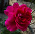 Muhme Löffler rose photo