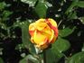 Funkuhr ® rose photo
