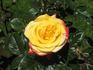 Funkuhr ® rose photo