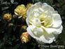 Excellenz Kuntze rose photo