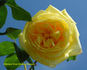 Golden Dawn Cl. rose photo