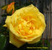 Golden Dawn Cl. rose photo