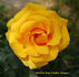 Golden Tribute rose photo