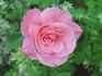 Elsa Knoll rose photo