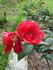 Arromanches rose photo