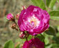 Violetta rose photo