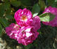 Violetta rose photo