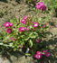 Violetta rose photo