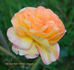 Golden Kiss rose photo