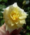ARBXGOBDOB rose photo