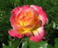 Menuett rose photo