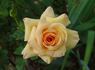 Colossus ™ rose photo