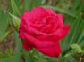 Stephanie Diane rose photo