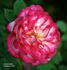 Hoot 'n' Holler rose photo