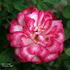 Hoot 'n' Holler rose photo