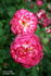 Hoot 'n' Holler rose photo