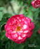 Hoot 'n' Holler rose photo