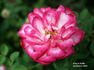 Hoot 'n' Holler rose photo