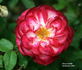 Hoot 'n' Holler rose photo